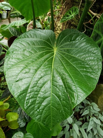 Durante siglos la kava fue utilizada por pueblos de Oceanía en ceremonias y reuniones sociales