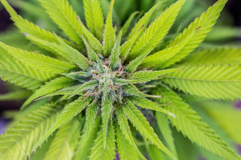 Las plantas más polémicas del mundo: entre prohibiciones, rituales y resistencia