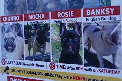 Durante toda esa semana, Báez difundió la noticia de la desaparición en redes sociales