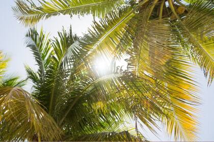Durante toda la semana se presentarán días soleados, con temperaturas alrededor de los 80° F (27 °C)