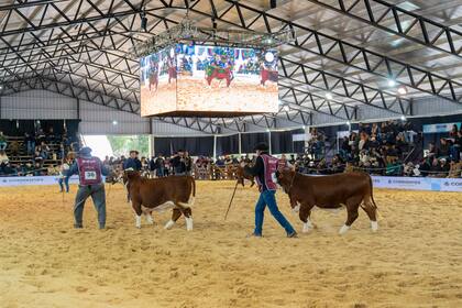 Durante todo el día, la genética de más de 200 animales brilló en las pistas de la Sociedad Rural de Corrientes para ser clasificados por Pedro Borgatello (h), el jurado de esta exposición