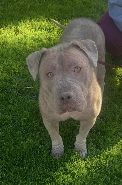 Durante un mes tuvo un tratamiento riguroso, y aunque mejoró notablemente, le quedan varios meses para recuperar su pelaje.