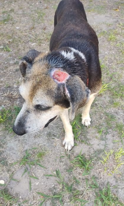 Durante un mes y medio, todos los días, Eli y Mariela le curaciones a Veco.