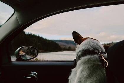 Durante un viaje en automóvil es necesario que la mascota viaje en una jaula de transporte o un arnés de seguridad