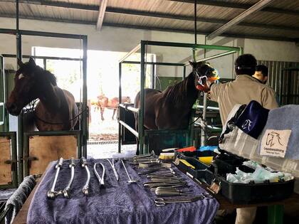 Durante uno de los procesos del tratamiento bucal