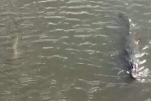 EE.UU: un tiburón y un caimán nadaron juntos en un río de Florida