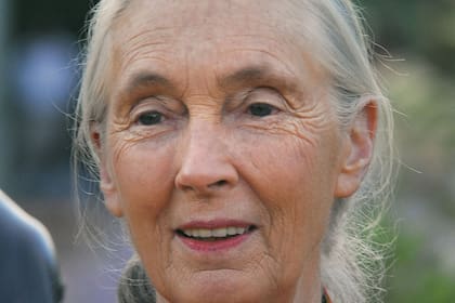 La primatóloga Jane Goodall, otra víctima de la prosopagnosia 