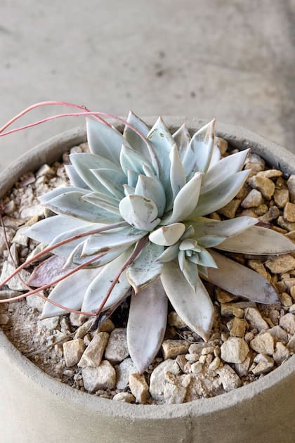 Echeveria colorata, una especie muy común que conviene no limpiar ni tocar