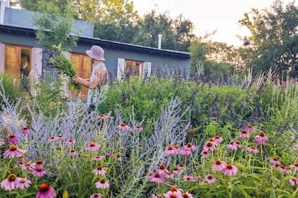 Echinacea purpurea entre Salvia yangii y Salvia guaranitica, en el verano