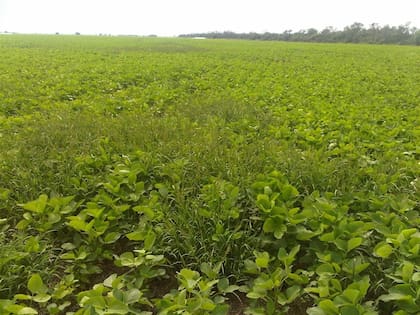 Echinochloa, otra maleza que están generando problemas