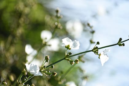 Echinodorus grandiflorus es ideal para jardines con estanque o zonas muy húmedas