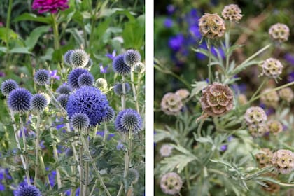 Echinops ritro (izquierda) y Lomelosia stellata (derecha), dos de las flores que tiene en su jardín