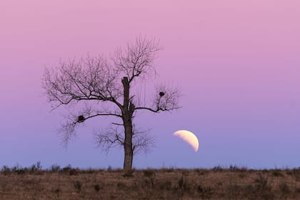 El eclipse lunar fue parcial, es decir, la sombra de la Tierra no llegó a cubrir completamente la superficie de la Luna. Como Fefo sabía que el eclipse sucedería bajo en el horizonte, un par de horas antes de que suceda viajó por la ruta buscando un árbol como primer plano para que acompañe a la lun