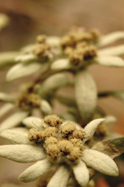 Edelweiss, (Leontopodium nivale) es la flor que representa a Suiza. De esta especie hay pequeños cultivos para obtener productos para rejuvenecer la piel.