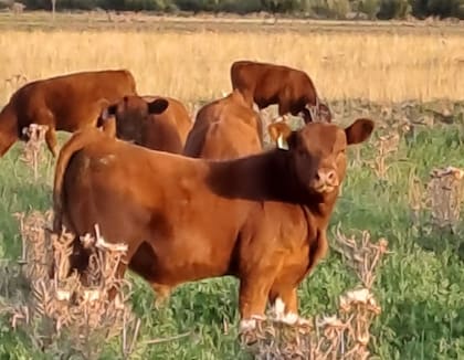 Edgardo Tejeda, productor de la Patagonia, hace crecer a la ganadería