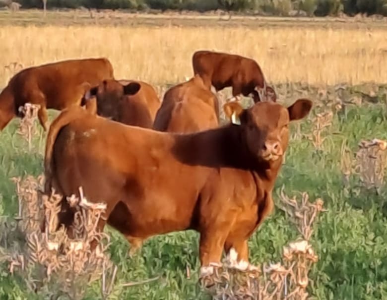 De 30 vacas a una cabaña en crecimiento: el proyecto ganadero que se consolidó en el valle irrigado de Río Negro
