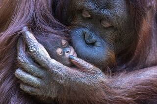 Madre orangutana, la fe y los vértigos, una bicicleta entre columnas