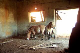 Caballo de Przewalski. La especie en extinción que encontró refugio en Chernobyl