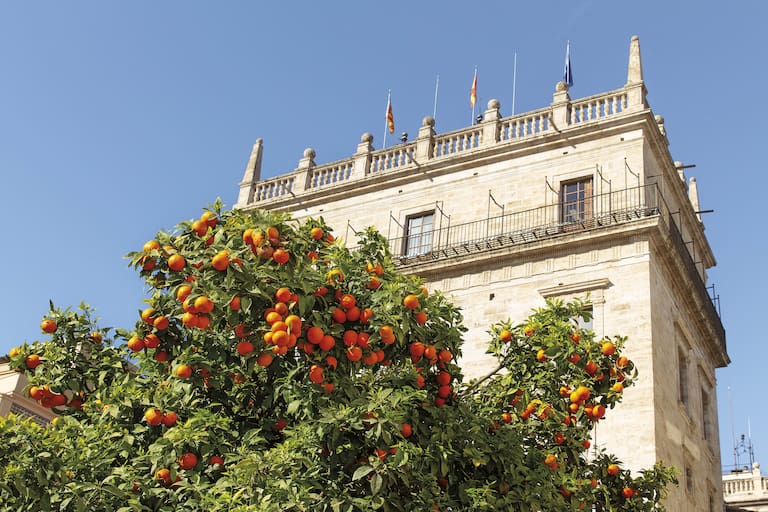 Edificio de la Generalitat rodeado de naranjos, desde la Plaza de la Virgen.