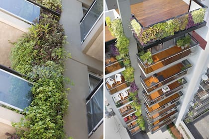 Edificio S1006 Curvan I. Se utilizaron especies de media sombra para la parte inferior, como Plectranthus vehrii, Plectranthus coleoides ‘Marginatus’, Tradescantia sp. y Callisia sp.. Para la zona de mayor asoleamiento: crásulas y crisantemos, bulbines, kalanchoes varios y Aptenia cordifolia.