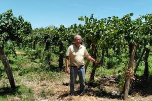 Eduardo Sanchez, productor vitivinícola en uno de sus parrales