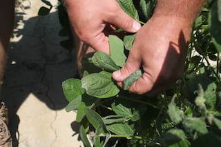 EEUU aprueba el herbicida dicamba para dos cultivos transgénicos comunes