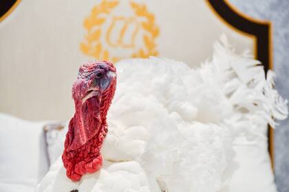 EE.UU. eligió a su pavo presidencial para este 2025 y a su sustituto