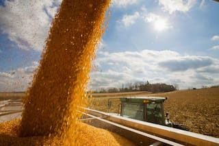 El maíz está en condiciones de llegar a los 100 millones de toneladas: ¿lo logrará?