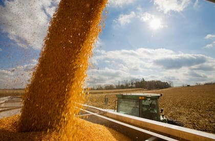 Si tomamos el volumen de ventas de maíz de los productores de 521 mil toneladas en la semana del 6 al 13 de agosto, la exportación necesitaría 7 semanas o casi 2 meses para poder cubrir sus ventas