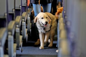 Un trabajador de aeropuerto mostró cómo viajan los perros en las bodegas de un avión