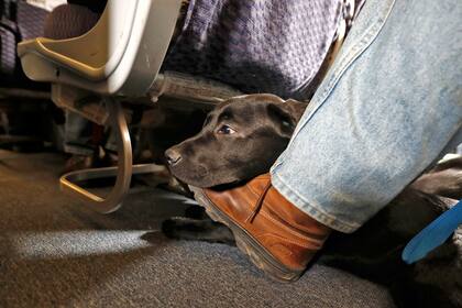 Las aerolíneas dicen que algunos pasajeros abusaron de la regulación anterior con tal de evitar pagar las tarifas para mascotas