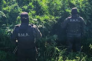 Buscaban a un joven desaparecido y hallaron una megaplantación de marihuana en medio de una isla