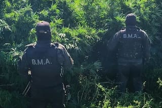 Buscaban a un joven desaparecido y hallaron una megaplantación de marihuana en medio de una isla
