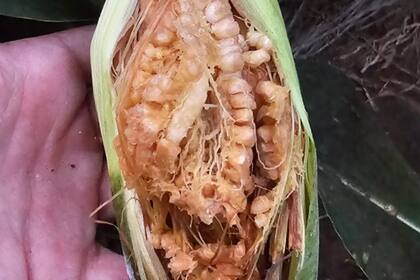 Efecto de la chicharrita en el norte