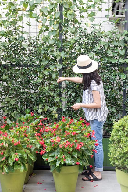 Efecto exuberante vs composición austera, el punto de partida para diseñar una pared vegetal