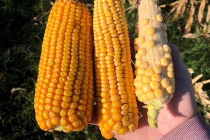 Efectos de la chicharrita en el cultivo de maíz