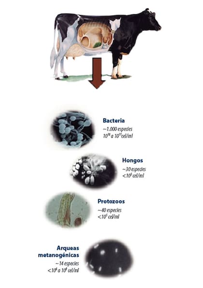 Efectos de los taninos y saponinas sobre la metanogénesis