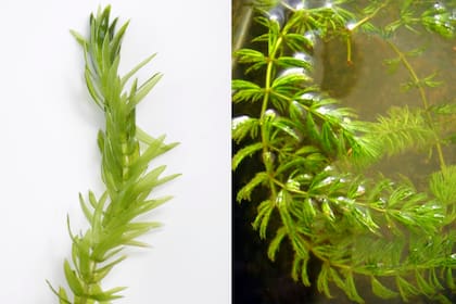 Egeria densa y Ceratophyllum, ambas plantas oxigenadoras