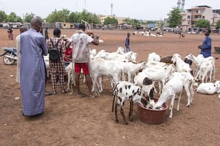 Eid al-Adha amargo en Bamako: bloqueo ligado a Al Qaeda dispara el precio de los corderos