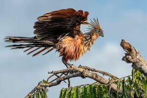 El Hoatzin, el ave más extraña del mundo que tiene una desagradable característica