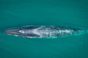 Una ballena azul sorprendió a una excursión náutica