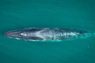 Una ballena azul sorprendió a una excursión náutica