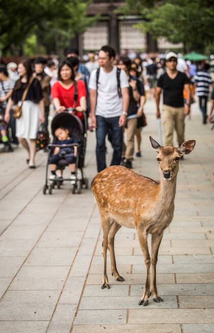 Ejemplar de ciervo sika, en el parque Nara.