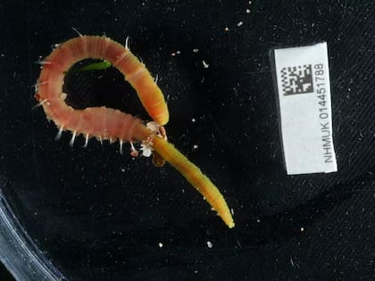 Ejemplar de la Arenicola Marina, en cuya sangre se encuentra la molécula M101 / World Register of Marine Species