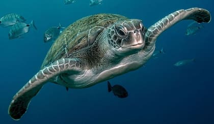 Ejemplar de tortuga verde, otra de las especies que fue hallada muerta en la costa