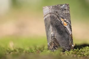 Creen haber encontrado una forma de vida extinta que existió hace 400 millones de años