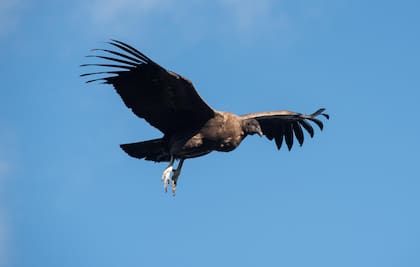 Ejemplar juvenil de cóndor en el Mirador del Chorro, La Rioja