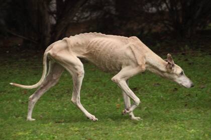Ejemplares abandonados y deteriorados son rescatados por las protectoras de animales