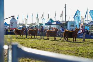 Se viene la gran exposición Angus de Primavera