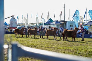 Se viene la gran exposición Angus de Primavera